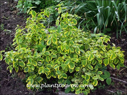 The evergreen leaves are light green with a yellow margin. (picture taken in mid June)